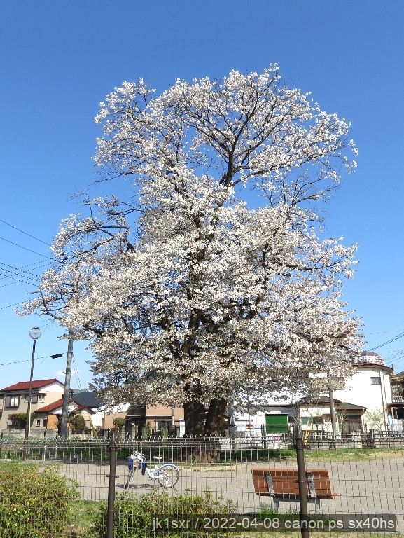 Azakayama yamazakura